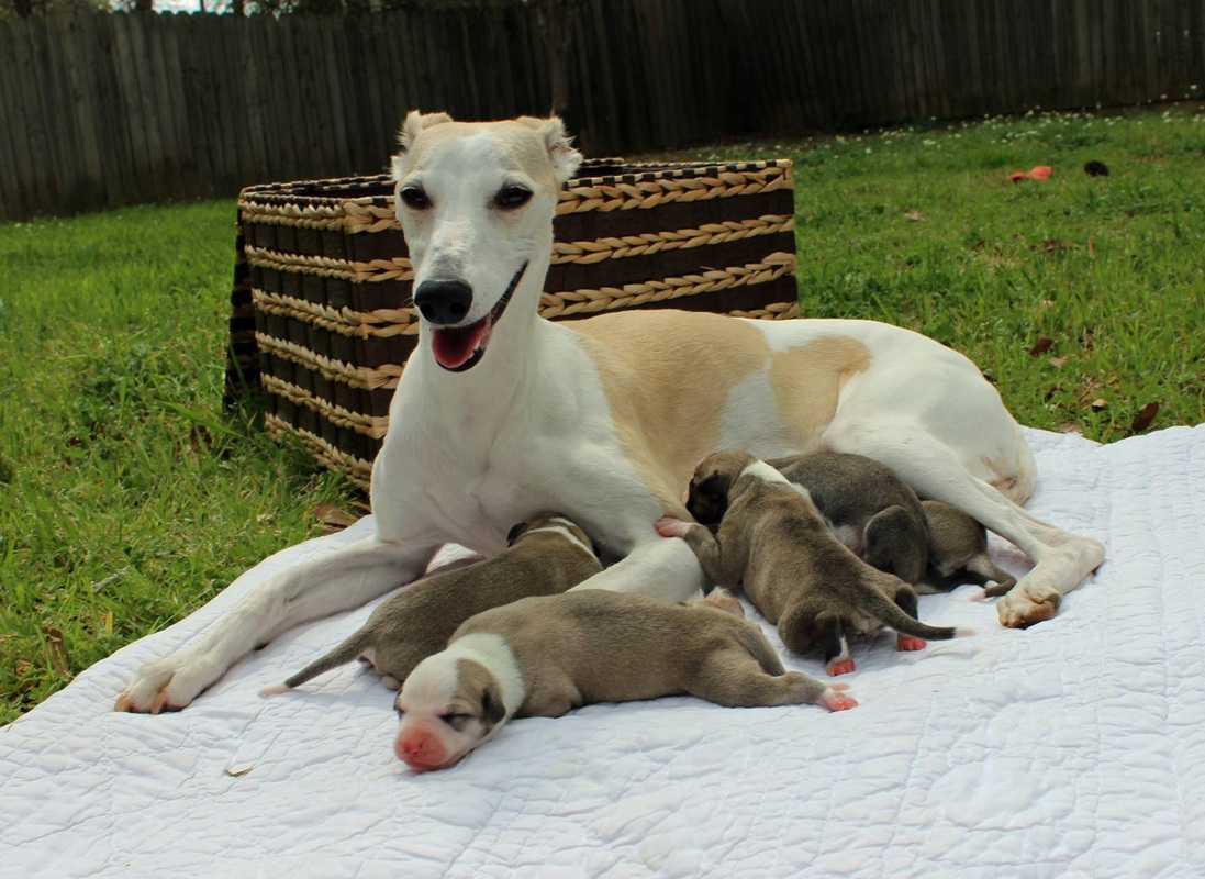 Rusalka whippets clearance