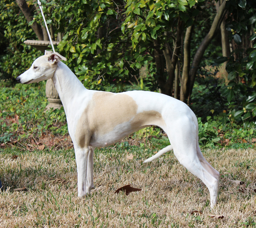 Rusalka whippets top